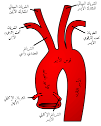 قوس الأبهر ويكيبيديا