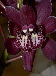 Conjoined Cymbidium Flower Flowers Flower Spike Orchids