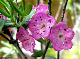 Image result for Laurembergia