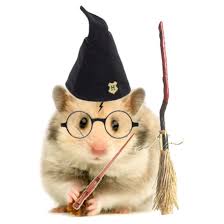 Hamster Dressed Up 1 Cute Hamsters Hamster Cute Animals