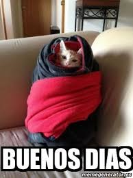 Buenos Dias Frio Meme Risa Gato Imagenes Divertidas Fotos Divertidas De Gatos Animales Bonitos