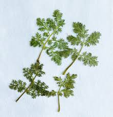 Image result for Odontosoria