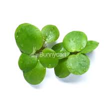 Image result for Limnobium laevigatum