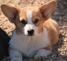 Check spelling or type a new query. Pembroke Welsh Corgi Puppy For Sale Adoption Rescue For Sale In Goodman Missouri Classified Americanlisted Com