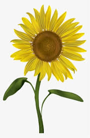 Bunga matahari bunga matahari hd bunga matahari kuning alam. Sunflower Clipart Bunga Matahari Short Sunflower Plant Cartoon Png Image Transparent Png Free Download On Seekpng