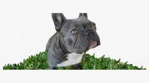No matter how these facts sound scary, the truth is that you'll get an adorable family member. French Bulldog Png Images Free Transparent French Bulldog Download Kindpng