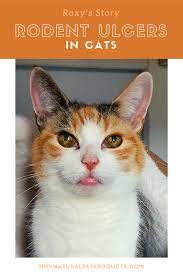 Rodent Ulcer In Cats Roxy S Story Cats Natural Pet Cat Puns
