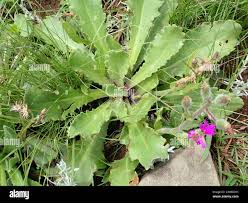Image result for Senecio speciosus