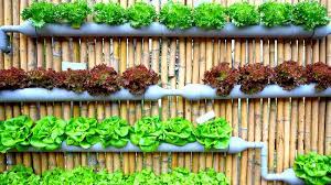 Hydroponic Gardening Faqs What Is It And How Does It Work