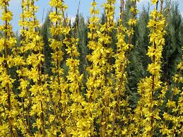 And canada, but the ideal time will vary depending on where you live and how warm a spring you are having. Fs1308 Crabgrass Control In Lawns For Homeowners In The Northern Us Rutgers Njaes
