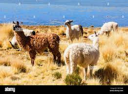Lamas peru hi-res stock photography and images - Page 3 - Alamy