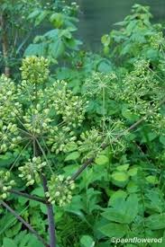 Image result for Agelaea pentagyna