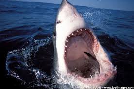 Select from premium great white shark of the highest quality. Image Gallery Great White Sharks Live Science