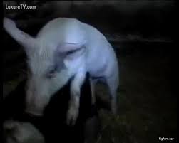How do we know they're the hottest? Pig Porn Animal Sex Video