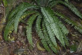 Image result for Asplenium inaequilaterale