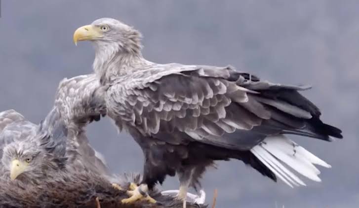 Debate on white-tailed eagles not helped by Chris Loder' | Dorset Echo