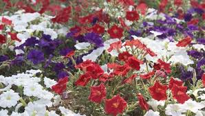 Check spelling or type a new query. Plant A Red White And Blue Flower Garden