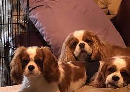 My full time job is caring for my children, both human and fur babies. You Can Really See The Personality Of Each Cav In This Photo Center Back Is Your Giggles S Cavalier King Charles Dog King Charles Dog Cavalier King Charles