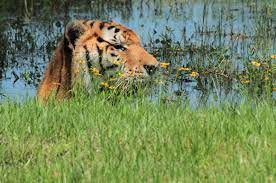 I love cats big cats cool cats big cat rescue tampa kittens cutest cats and kittens wild cat species sand cat. Bashing Sanctuaries Big Cat Rescue