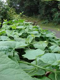 Image result for Sechium