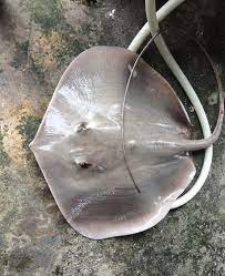 1.319 resep ikan pari ala rumahan yang mudah dan enak dari komunitas memasak terbesar dunia! Ikan Pari Stringray Steak 1kg Lazada