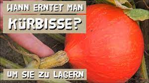 Es gibt aber einen trick, der auch beim kauf von reifen melonen funktioniert. Erntereife Von Kurbissen Erkennen Der Richtige Erntezeitpunkt Fur Eine Lange Lagerung Youtube