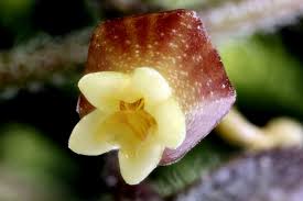 Image result for Rothia hirsuta