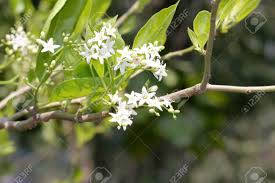 Flowering trees with small white flowers. Ehretia Laevis Small Tree With Green Leaves And Small White Flowers On Forked Branched Inflorescence Stock Photo Picture And Royalty Free Image Image 41026430