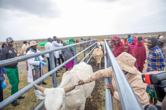 Agriculture Cabinet Secretary Mutahi Kagwe has reaffirmed Kenya's position as a vaccine-producing nation, emphasising the pivotal role of the Kenya Veterinary Vaccines Production Institute (KEVEVAPI) in safeguarding animal health and promoting economic