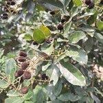 Image result for Dialium guineense