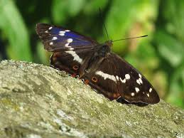 Image result for Apatura iris