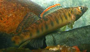 Image result for Argyrolobium fischeri