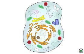 3d animal cell model with labels | science cells, teaching. Diagram Cochlea Diagram Without Labels Full Version Hd Quality Without Labels Tormentwiring6 3forbusinessclub It
