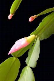 Christmas cactus propagating help (i.redd.it). The Root System Of Jade Plants Christmas Cactus Plant Christmas Cactus Plants