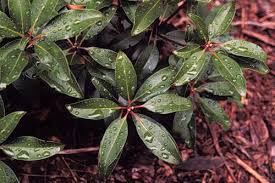 Image result for Hilleria latifolia