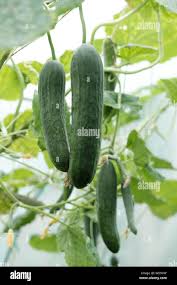 Image result for Cucumis meeusei