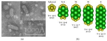 Image result for Alfalfa mosaic virus