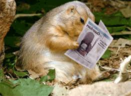 Badger Reading The Paper Funny Animals Animated Lol Gif Read Badger Funny Animals Pet People Animals