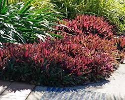 Check spelling or type a new query. Tradescantia Spathacea Alchetron The Free Social Encyclopedia