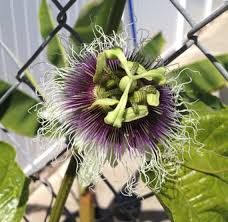 Image result for Passiflora edulis