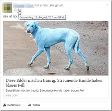 Eine gruppe blauer straßenhunde sorgt in russland für rätselraten. Kein Fake Die Blau Gefarbten Hunde Aus Indien