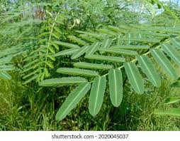Image result for Aeschynomene glauca