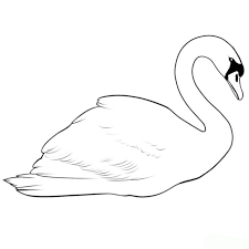 Schwan Malvorlage Coloring And Malvorlagan