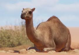 Image result for camel
