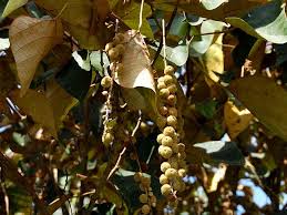 Image result for Neoboutonia melleri