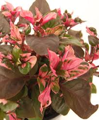 Gayathri et al state that a. Alternanthera Spring Colours