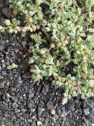 Image result for Polycarpon tetraphyllum