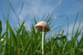 Image result for Conocybe lactea