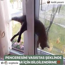 Kedi Vasistasa Sikisti Technopat Sosyal
