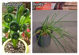 Albuca spiralis sizzle frizzle bulb. Ordering Rare Plants Albuca Spiralis Frizzle Sizzle Not Looking Very Hot Expectationvsreality